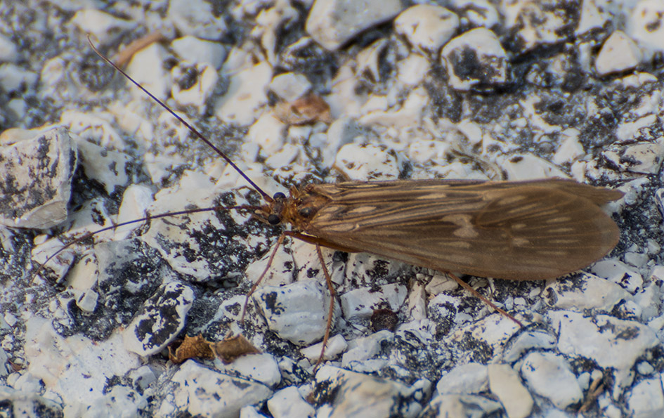 Lepidottero da identificare